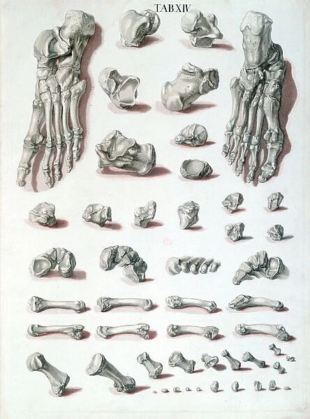 Bones of the foot, from Tabulae Osteologicae by Christoph Jacob Trew (1695-1769