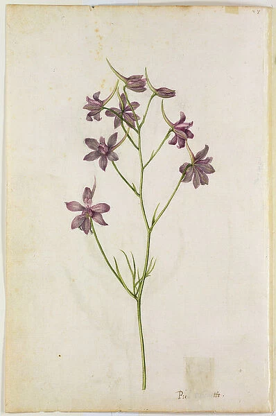 Delphinium ajacis, c. 1568