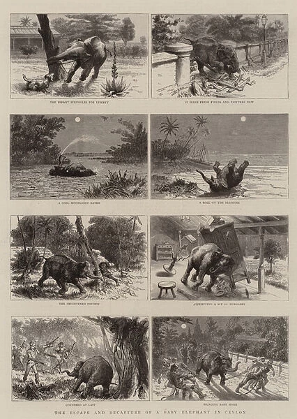 The Escape and Recapture of a Baby Elephant in Ceylon (engraving)