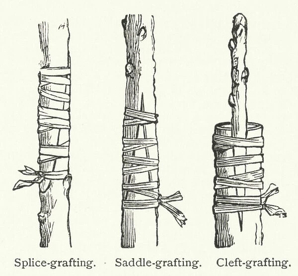 Grafting (engraving)