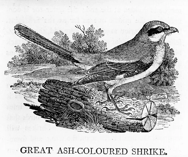 Great Ash-Coloured Shrike, illustration from The History of British Birds