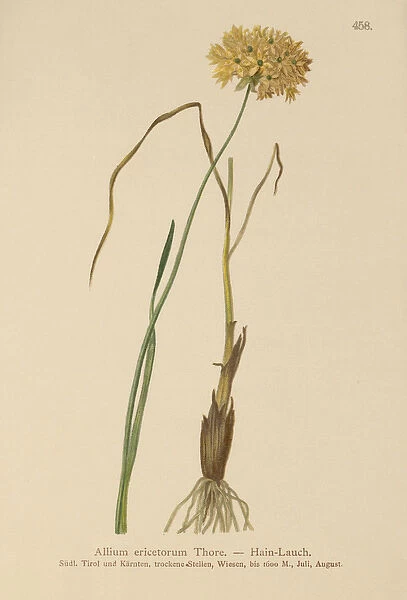 Heath Garlic (Allium ericetorum, Allium ambiguum, Allium graminifolium) (colour litho)