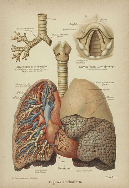Human respiratory organs (colour litho)