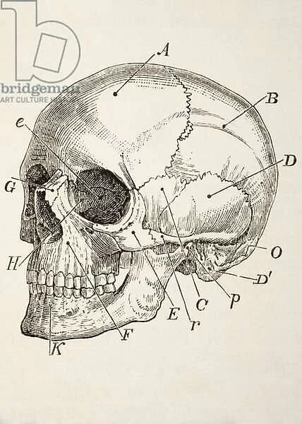 The Human Skull, c. 1890 (engraving)