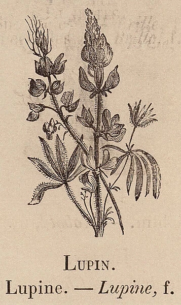 Le Vocabulaire Illustre: Lupin; Lupine (engraving)