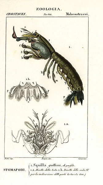 Mantis shrimp, Gonodactylus chiragra