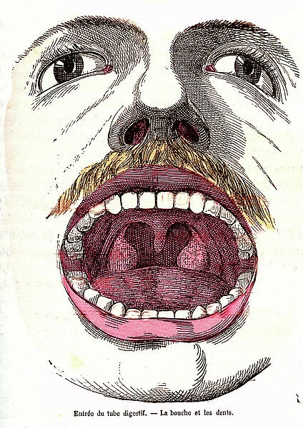 The mouth and teeth - Normal life & health by J. Rengade. Drawing A. Demarle 1881