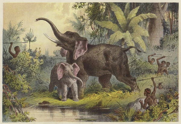 Natives spearing an elephant (chromolitho)