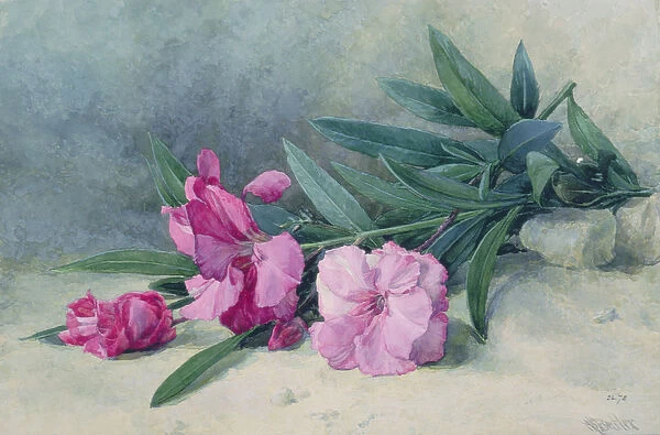 Oleander Blossom (watercolour)