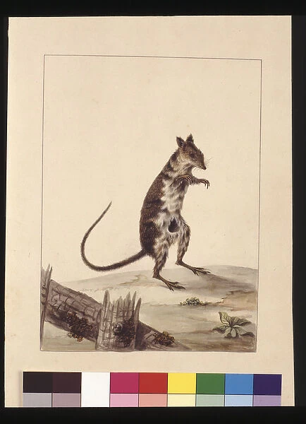 Page 27. Poto Roo or Kangaroo Rat. Now known as a Rufous Rat, kangaroo, c. 1789-90 (w  /  c)