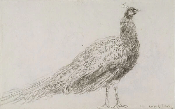 Peacock at Capel Curig, c. 1845 (black chalk on wove paper)