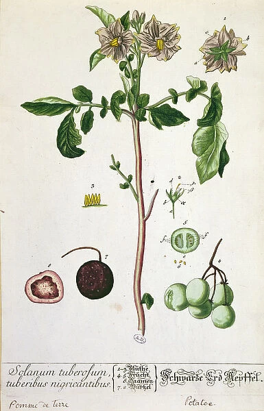 Potato plant and fruit, plate from Herbarium Blackwellianum
