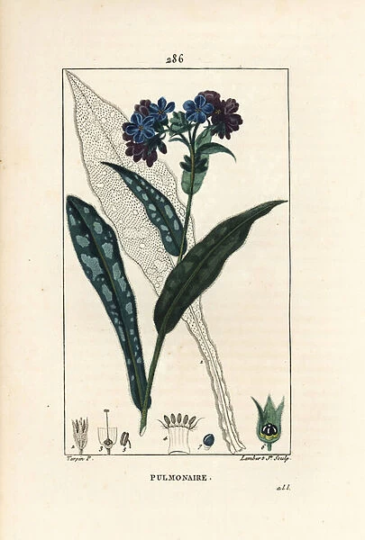 Pulmonary officinale - Lungwort, Pulmonaria officinalis, with flower, leaf, stalk, and leaf in outline. Handcoloured stipple copperplate engraving by Lambert Junior from a drawing by Pierre Jean-Francois Turpin from Chaumeton