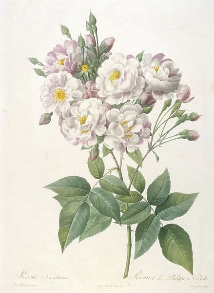 Rosa noisettiana, Rosier de Philippe de Noisette, from La Couronne des Roses