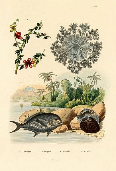 Upside Down Jellyfish, 1833-39 (coloured engraving)