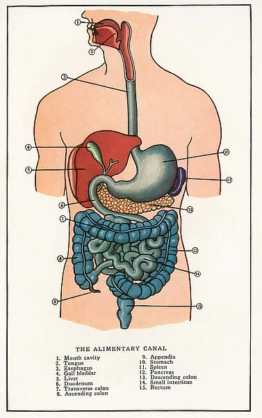 Vintage Anatomical Print of the Human Alimentary Canal, 1912 (screen print)