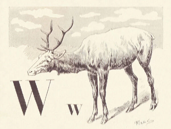 W for Wapiti, 1901 (illustration)