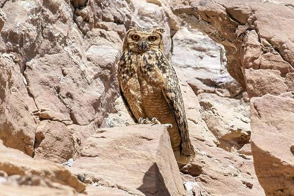 Adult Pharaoh Eagle-Owl sitting on a cliff near Abu Simbel, Egypt April 2009, Bubo ascalaphus