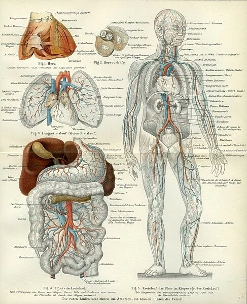 blood vessels, 19th century, medical, biology, human body, intestines, vintage, old print