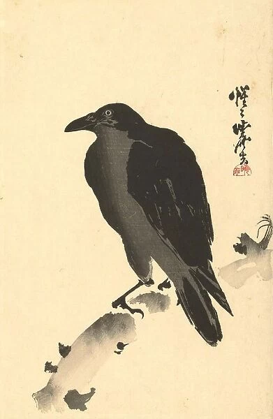 Crow tree trunk song-birds crow Kawanabe KyA┼¢sai