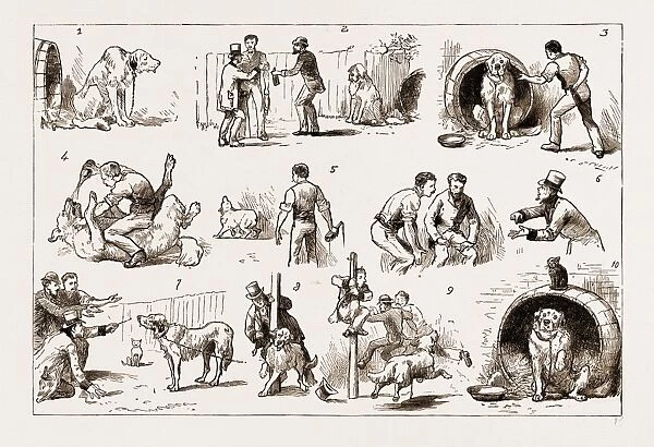 DOSING A DOG, 1883: 1. Our St. Bernard Showed Symptoms of Illness