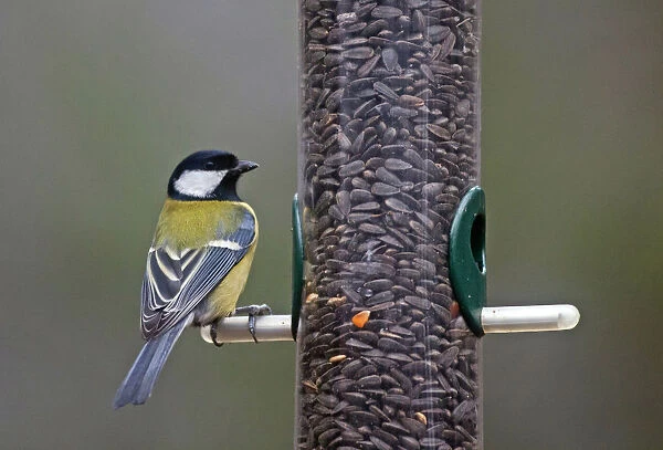 Great Tit foraging at bird feeder with sunflower seeds, Parus major, Netherlands
