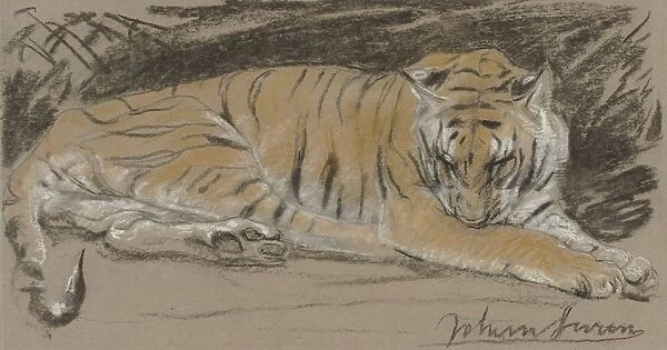 Tigress beasts prey predatory animals tiger John Macallan Swan
