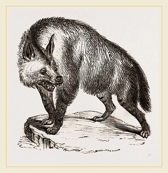 Villose Hyena
