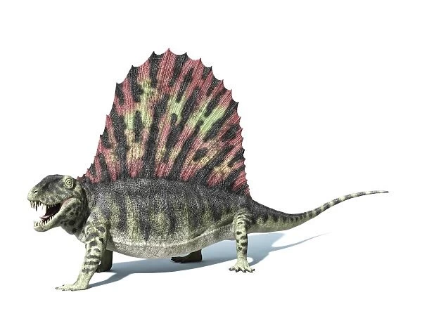 3D rendering of a Dimetrodon dinosaur
