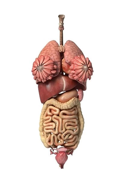 3D rendering of healthy female internal organs