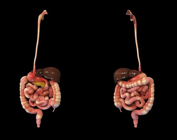 3D rendering of human digestive system