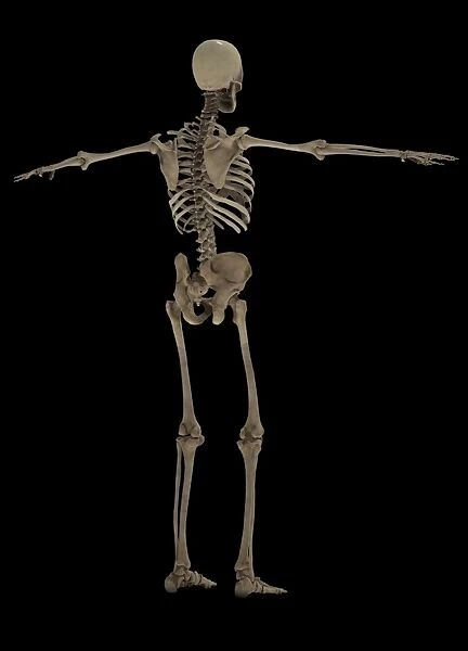3D rendering of human skeletal system, rear view