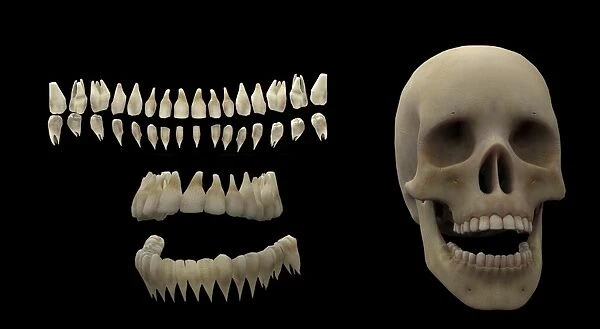3D rendering of human teeth and skull