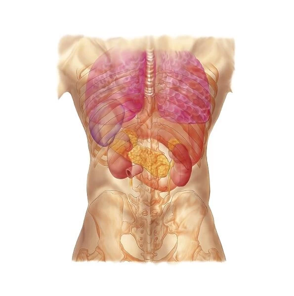 Abdominal quadrants with internal organs and rib cage