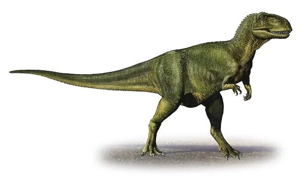 Abelisaurus comahuensis, a prehistoric era dinosaur