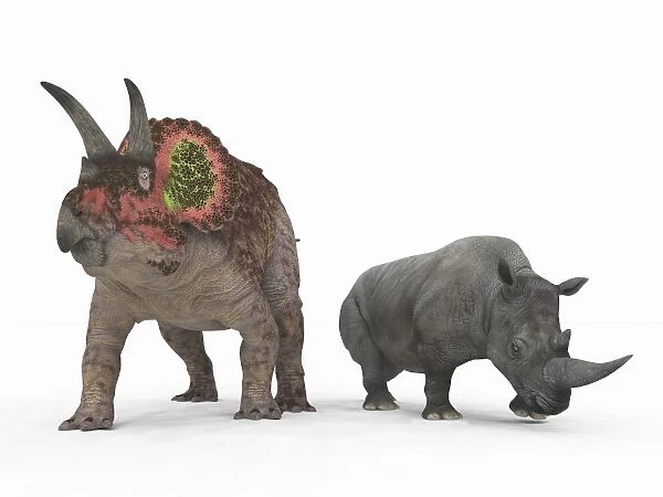 An adult Triceratops compared to a modern adult White Rhinoceros