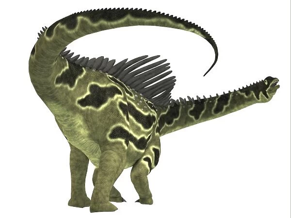 Agustinia is a herbivorous dinosaur that lived during the Cretaceous period