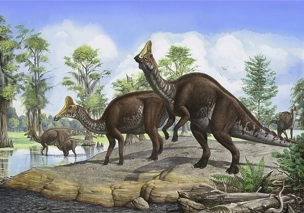 Amurosaurus riabinini dinosaurs grazing in prehistoric wetlands
