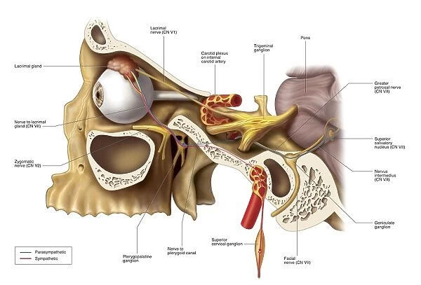 Anatomical pathways of innervation to the lacrimal gland