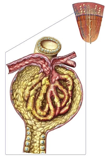 Anatomy of bowmans glomerular capsule