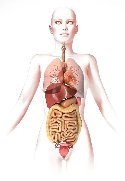 Anatomy of female body with internal organs