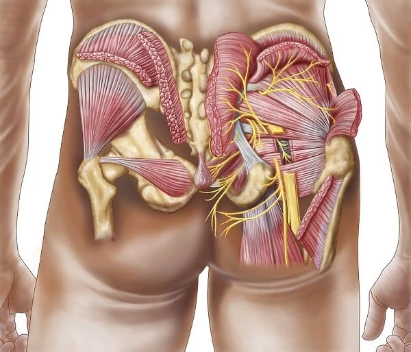 Anatomy of the gluteal muscles in the human buttocks