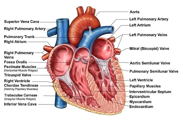 Anatomy of heart interior, frontal section