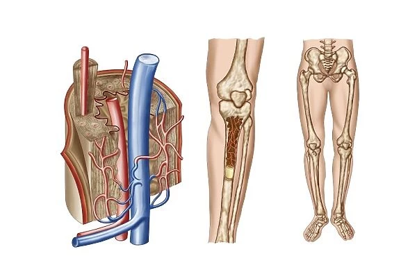 Anatomy of human bone marrow