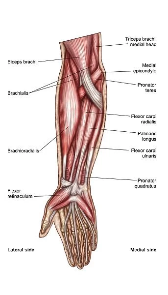 Anatomy of human forearm muscles, superficial anterior view