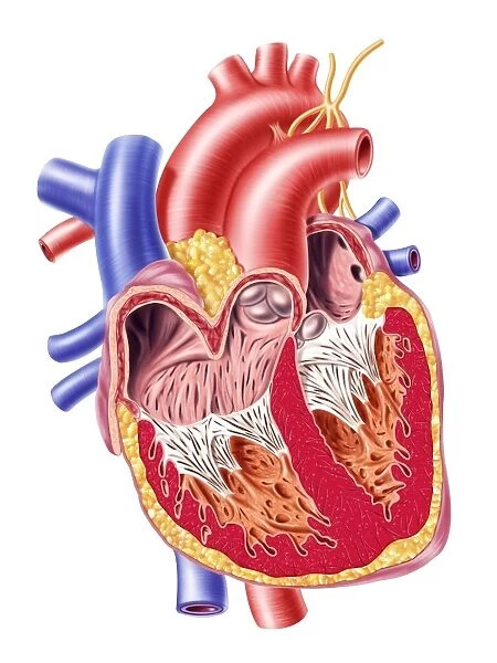 Anatomy of human heart, cross section
