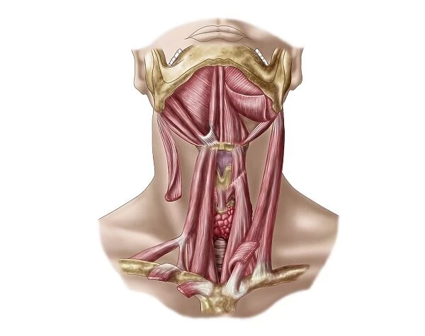 Anatomy of human hyoid bone and neck muscles, anterior view
