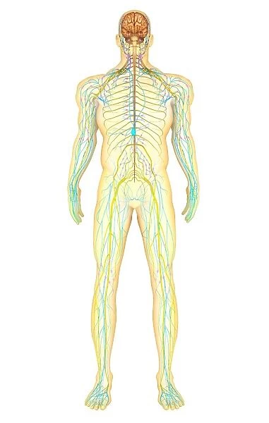 Anatomy of human nervous system and lymphatic system