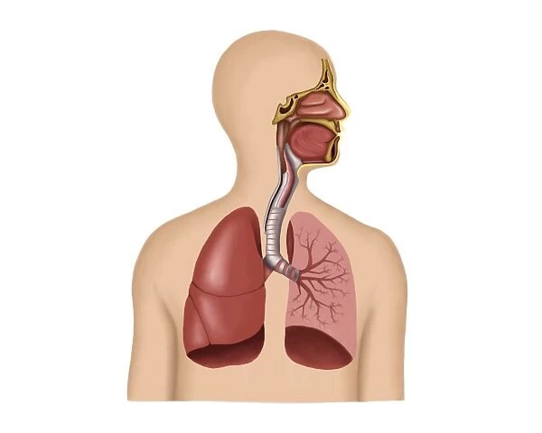 Anatomy of human respiratory system