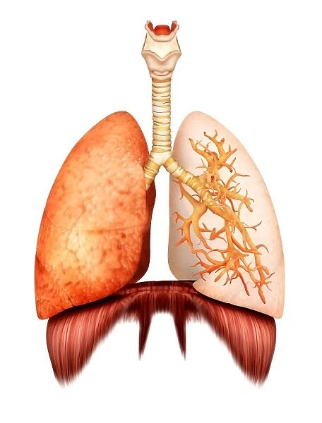 Anatomy of human respiratory system, front view